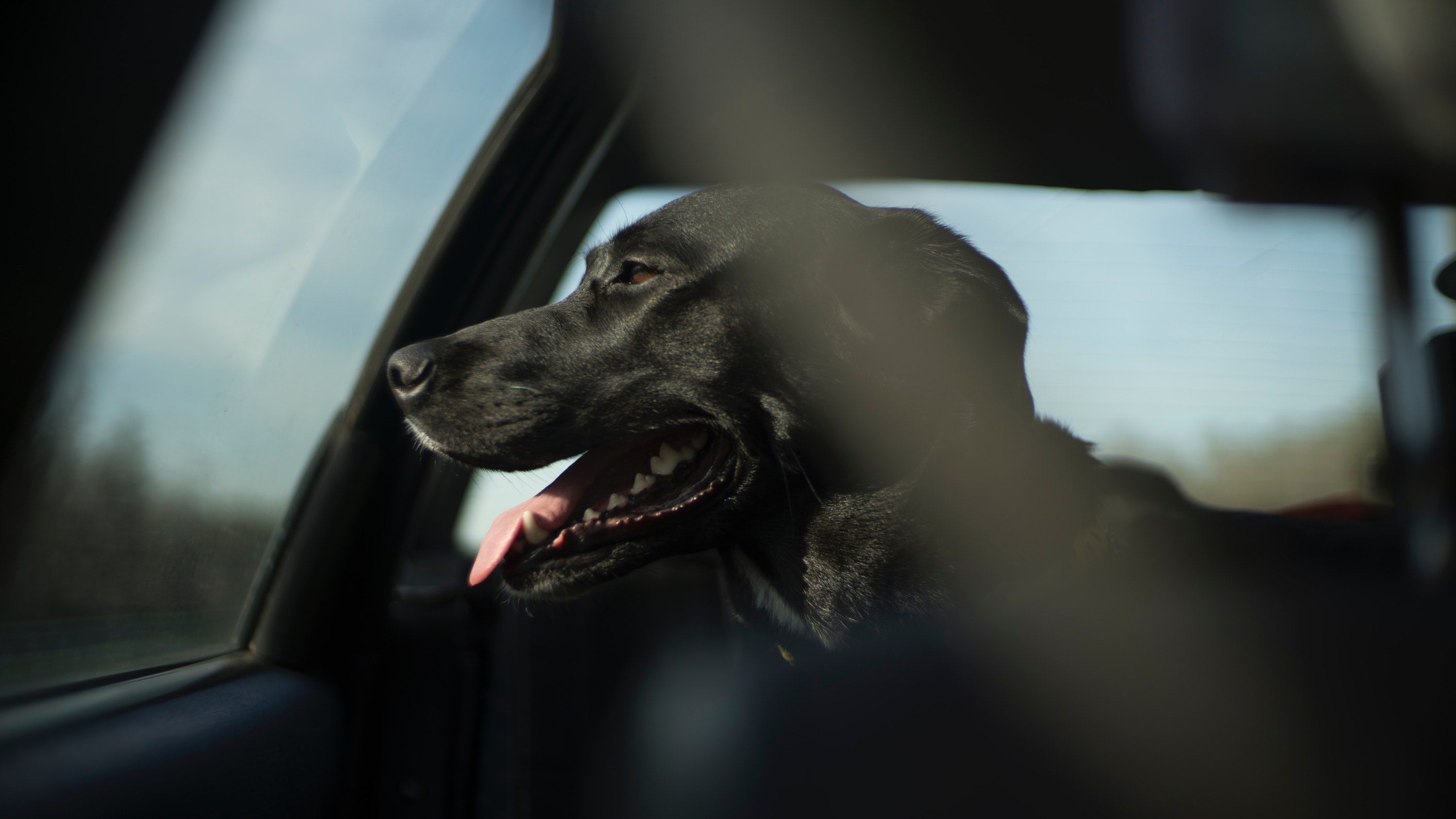 How to help your dog feel better during car rides