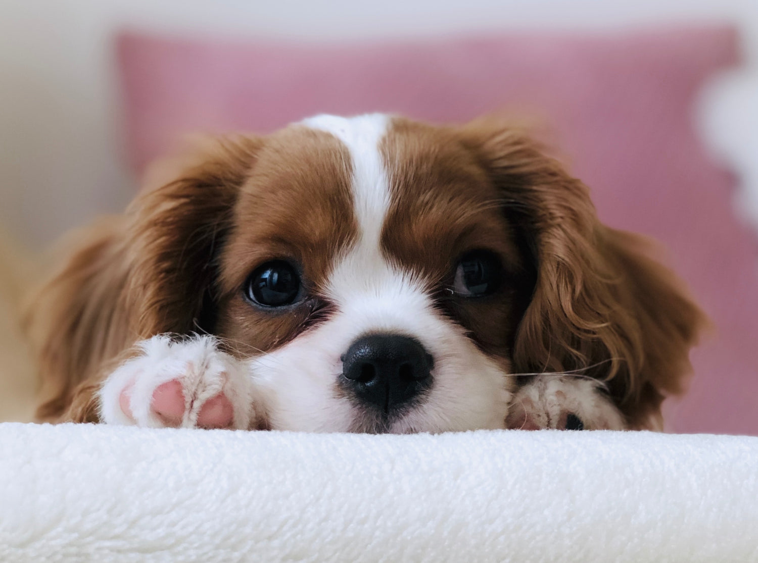 Puppy essentials: 6 products every pup' must have