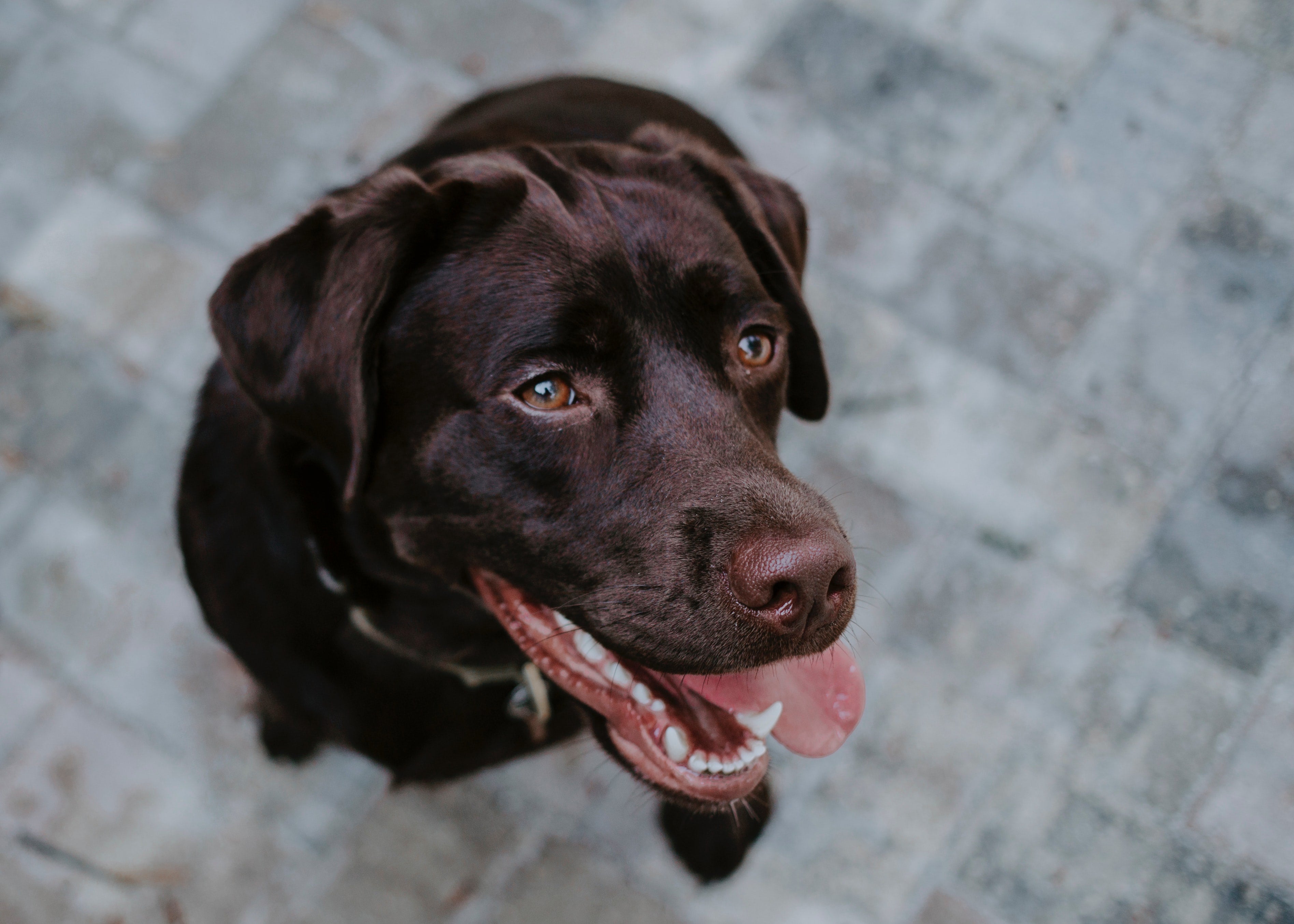 5 must-haves for your labrador