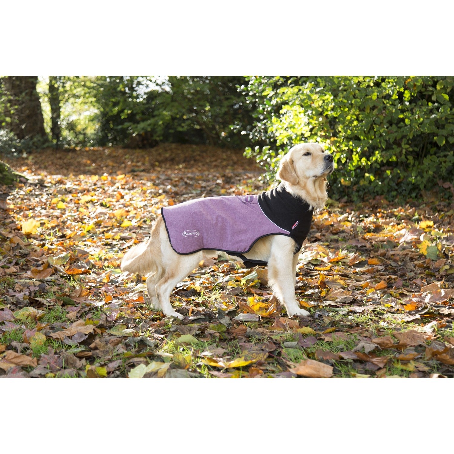 Size Guide: How to choose the right Quilted Thermal Dog Coat?