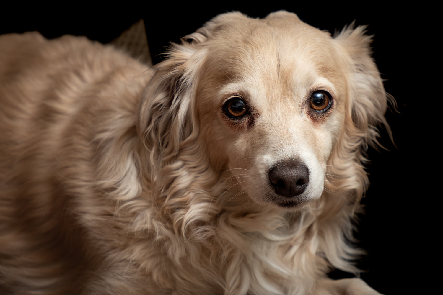 Feeding your small breed dog