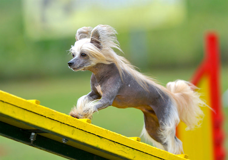Do you know these small dog breeds?