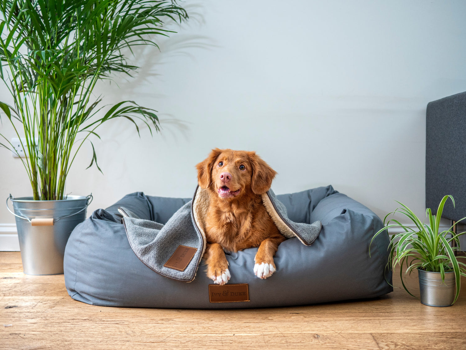 Coronavirus: how to look after your dog during lockdown