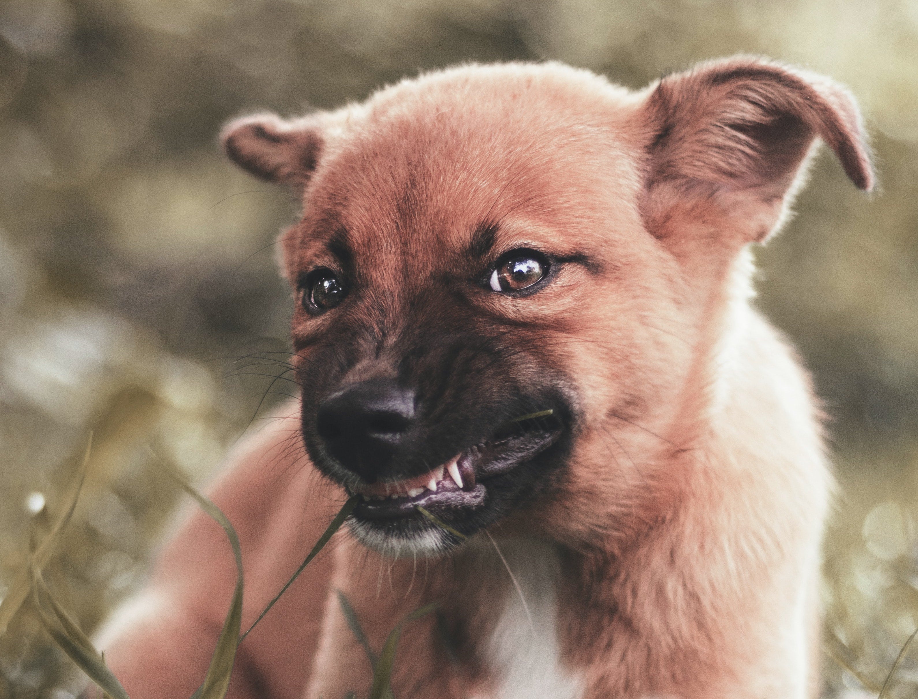Why dogs growl and how to deal with it