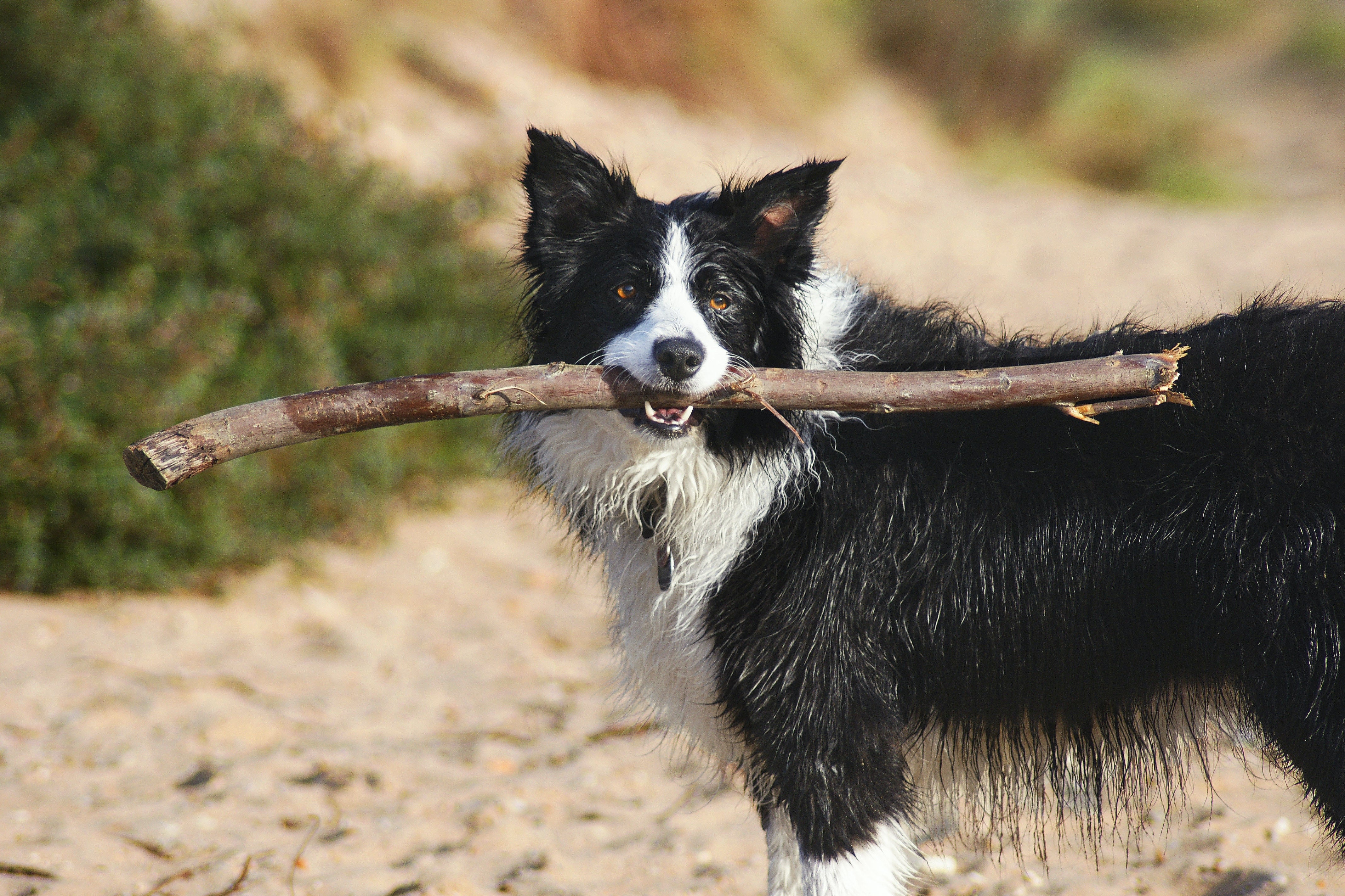The Border Collie eagerly engages in dynamic activities such as playing fetch