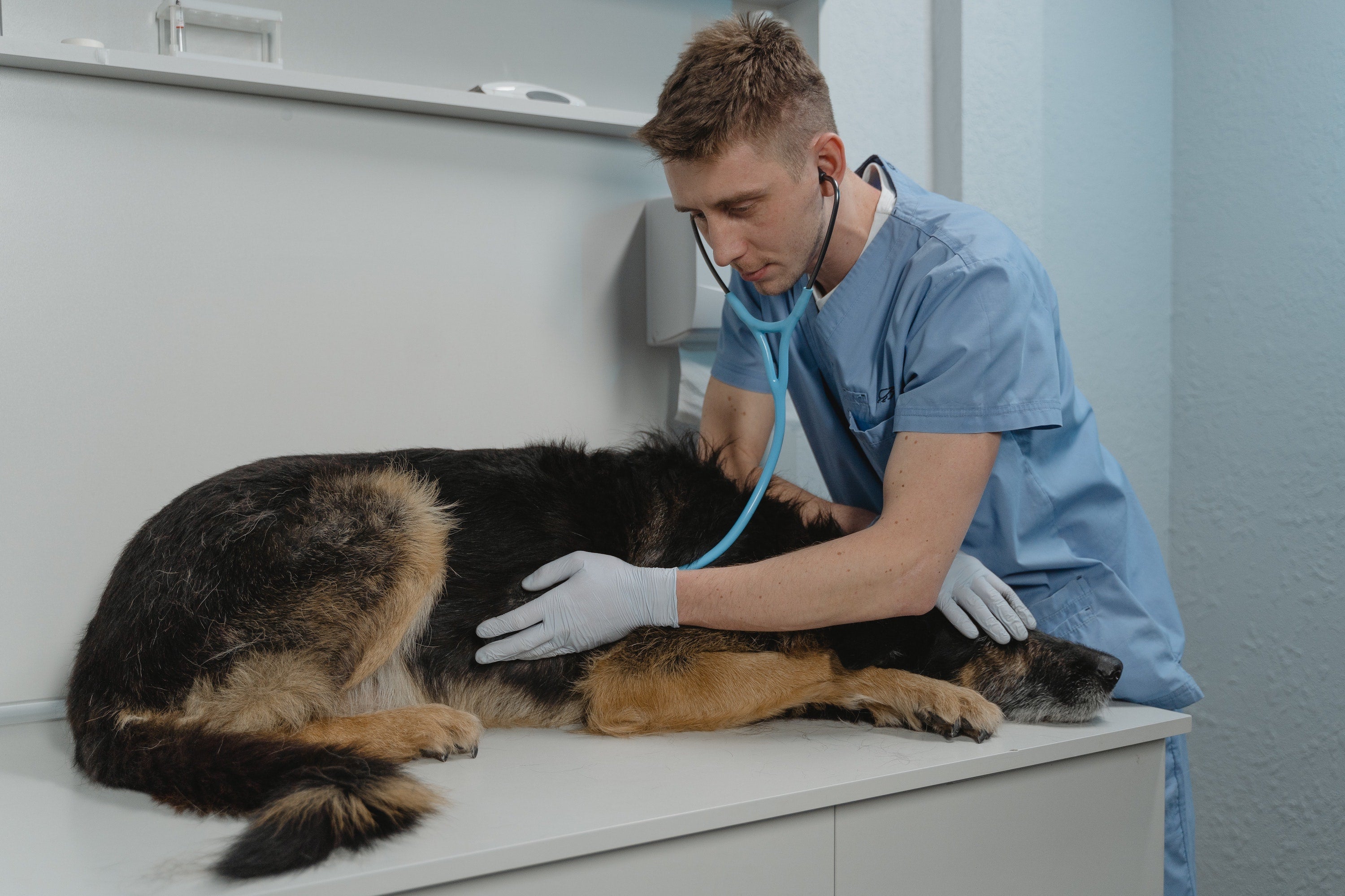 What are the signs of poisoning in dogs and what to do?