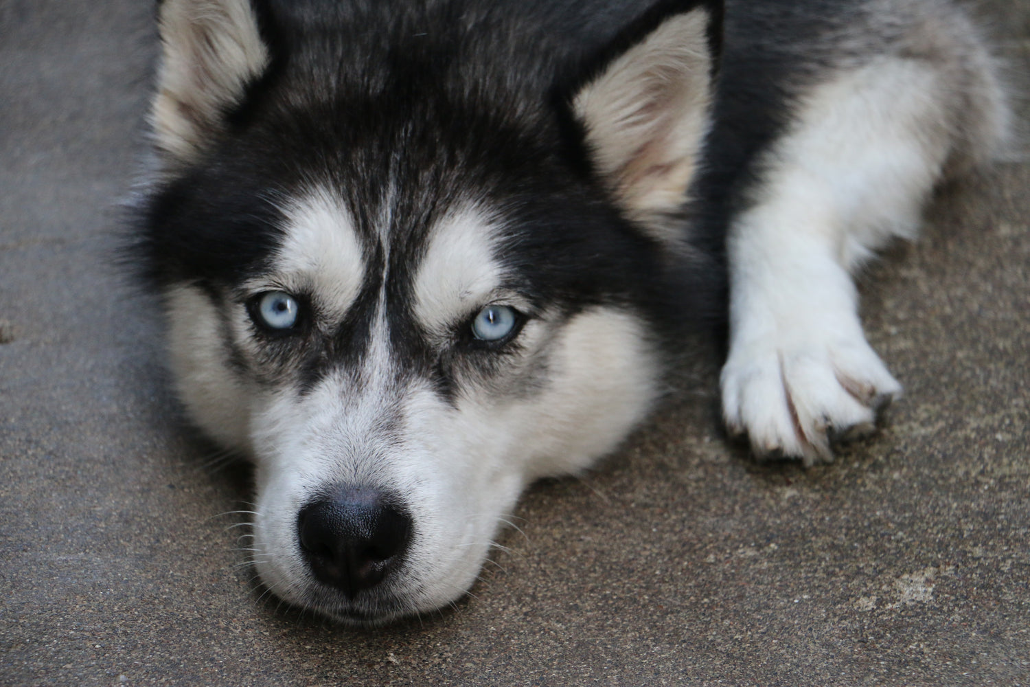 Understanding your dog's body language